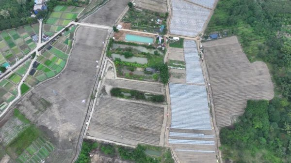 启牛配资 从化城郊街北星社区冬种热潮激活土地增收新动能